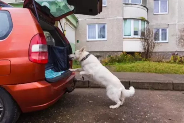 犬は『ドライブ』が好きなの？車に乗せる前にすべき事前準備や必要な安全対策まで