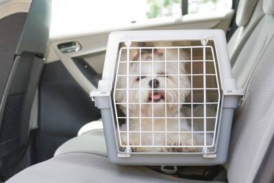 犬は『ドライブ』が好きなの？車に乗せる前にすべき事前準備や必要な安全対策まで