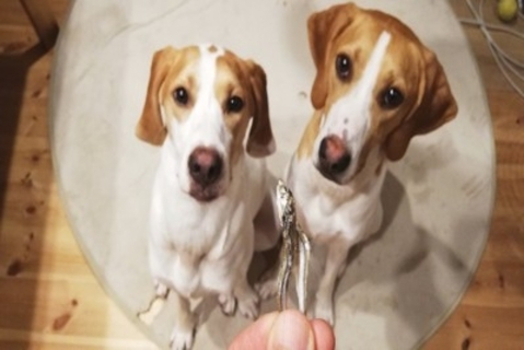 犬が大量に摂取すると危険な『栄養素』5選　食べすぎたときに起こり得る注意すべき症状とは？