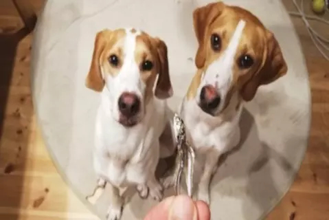 犬が大量に摂取すると危険な『栄養素』5選　食べすぎたときに起こり得る注意すべき症状とは？