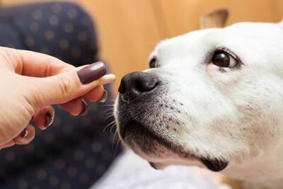 犬が大量に摂取すると危険な『栄養素』5選　食べすぎたときに起こり得る注意すべき症状とは？
