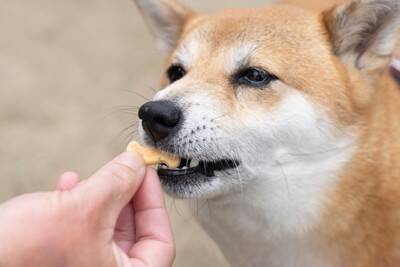 犬が大量に摂取すると危険な『栄養素』5選　食べすぎたときに起こり得る注意すべき症状とは？