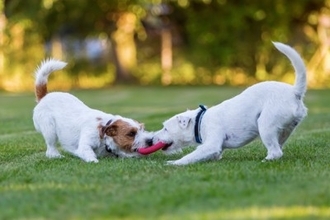 犬の多頭飼いでよくある『悩み』とは？意外とありがちなトラブルや飼い主がすべき配慮まで