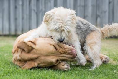 犬の多頭飼いでよくある『悩み』とは？意外とありがちなトラブルや飼い主がすべき配慮まで