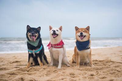 犬の多頭飼いでよくある『悩み』とは？意外とありがちなトラブルや飼い主がすべき配慮まで