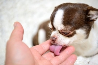 犬が飼い主の『手や顔を舐める』心理5選　愛犬が舐めてきたら、どんな反応をしたらいいの？