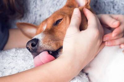 犬が飼い主の『手や顔を舐める』心理5選　愛犬が舐めてきたら、どんな反応をしたらいいの？