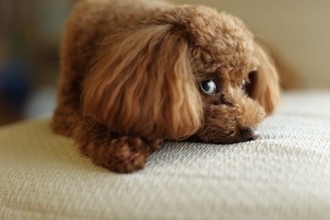 犬が『横目でこっちを見てくる』心理5つ　飼い主のことをチラ見するのはなぜ？