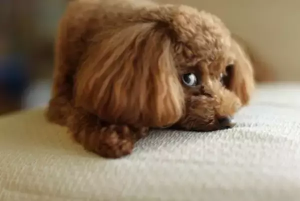 犬が『横目でこっちを見てくる』心理5つ　飼い主のことをチラ見するのはなぜ？