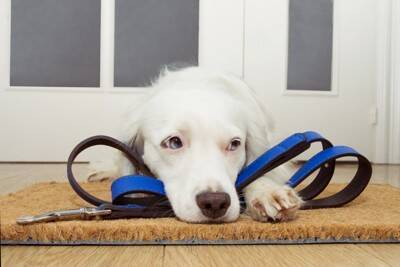 犬が『横目でこっちを見てくる』心理5つ　飼い主のことをチラ見するのはなぜ？