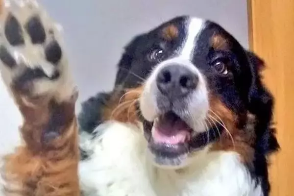 『天使のような笑顔』の大型犬→『寝ている時も可愛いだろうな』と思い撮影したら…まさかの一枚に1万いいね「ギャップたまらん」「どっちも好き」