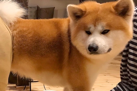 秋田犬の抜け毛対策で『ストッキング』を履かせたら→ピチピチになってしまい…まさかの『美脚すぎる光景』に反響「笑い止まらん」「違和感なくて草」