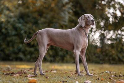 『美しい姿をしている犬種』10選 　魅力的なワンコの特徴や性格をご紹介