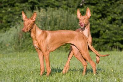 『美しい姿をしている犬種』10選 　魅力的なワンコの特徴や性格をご紹介