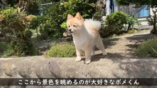犬が『おじいちゃんおばあちゃんの家』から帰ろうとした結果…『お別れの様子』が切ないと11万再生「寂しそう…」「実家思い出した」と絶賛