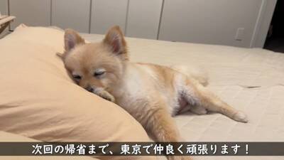 犬が『おじいちゃんおばあちゃんの家』から帰ろうとした結果…『お別れの様子』が切ないと11万再生「寂しそう…」「実家思い出した」と絶賛