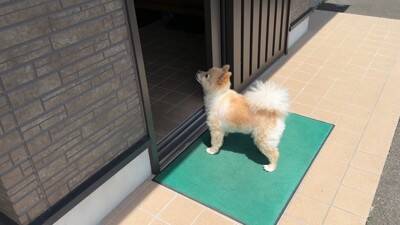 犬が『おじいちゃんおばあちゃんの家』から帰ろうとした結果…『お別れの様子』が切ないと11万再生「寂しそう…」「実家思い出した」と絶賛
