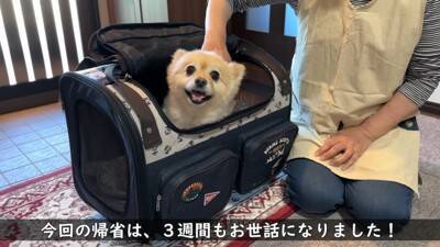 犬が『おじいちゃんおばあちゃんの家』から帰ろうとした結果…『お別れの様子』が切ないと11万再生「寂しそう…」「実家思い出した」と絶賛
