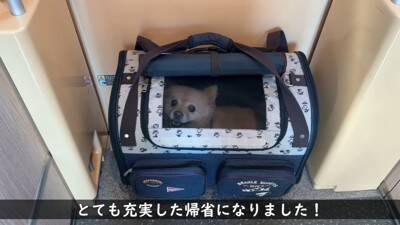犬が『おじいちゃんおばあちゃんの家』から帰ろうとした結果…『お別れの様子』が切ないと11万再生「寂しそう…」「実家思い出した」と絶賛