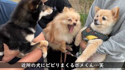 犬が『おじいちゃんおばあちゃんの家』から帰ろうとした結果…『お別れの様子』が切ないと11万再生「寂しそう…」「実家思い出した」と絶賛