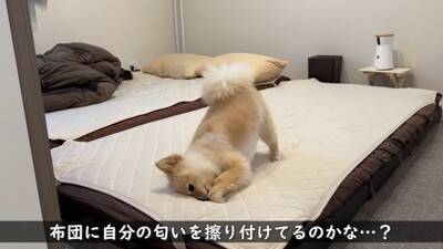 犬が『おじいちゃんおばあちゃんの家』から帰ろうとした結果…『お別れの様子』が切ないと11万再生「寂しそう…」「実家思い出した」と絶賛