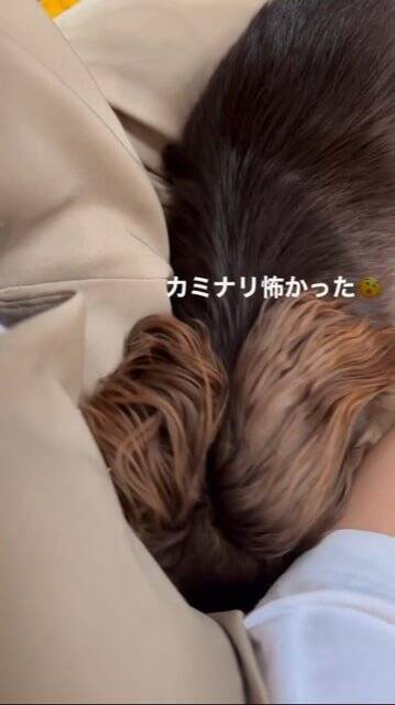 外出中に雷が鳴りだしたので急いで帰ったら、愛犬が行方不明に…まさかの『想定外な光景』が125万再生「抱きしめたい」「よく頑張った」と称賛