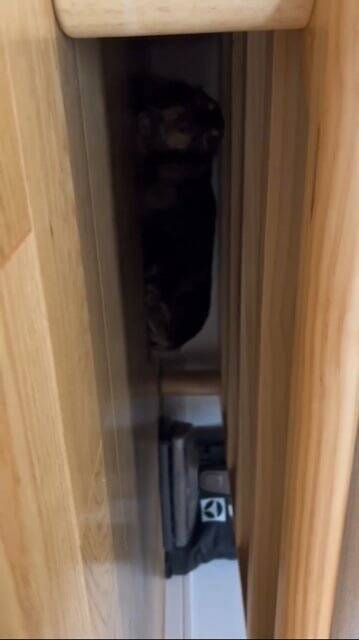 外出中に雷が鳴りだしたので急いで帰ったら、愛犬が行方不明に…まさかの『想定外な光景』が125万再生「抱きしめたい」「よく頑張った」と称賛