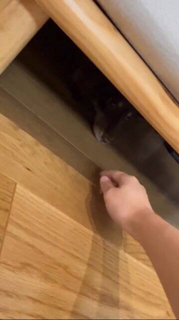 外出中に雷が鳴りだしたので急いで帰ったら、愛犬が行方不明に…まさかの『想定外な光景』が125万再生「抱きしめたい」「よく頑張った」と称賛