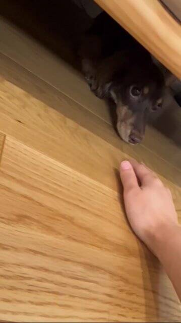 外出中に雷が鳴りだしたので急いで帰ったら、愛犬が行方不明に…まさかの『想定外な光景』が125万再生「抱きしめたい」「よく頑張った」と称賛