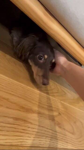 外出中に雷が鳴りだしたので急いで帰ったら、愛犬が行方不明に…まさかの『想定外な光景』が125万再生「抱きしめたい」「よく頑張った」と称賛