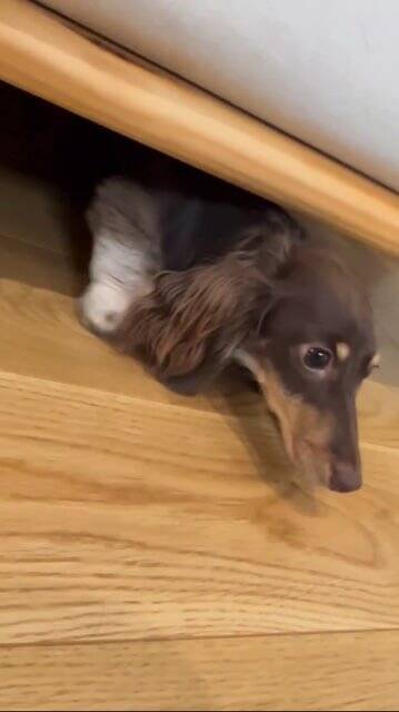 外出中に雷が鳴りだしたので急いで帰ったら、愛犬が行方不明に…まさかの『想定外な光景』が125万再生「抱きしめたい」「よく頑張った」と称賛