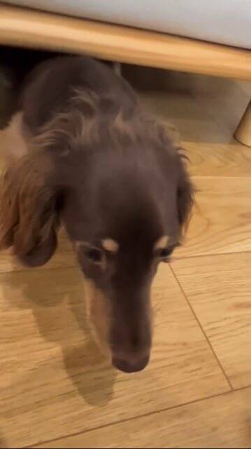 外出中に雷が鳴りだしたので急いで帰ったら、愛犬が行方不明に…まさかの『想定外な光景』が125万再生「抱きしめたい」「よく頑張った」と称賛