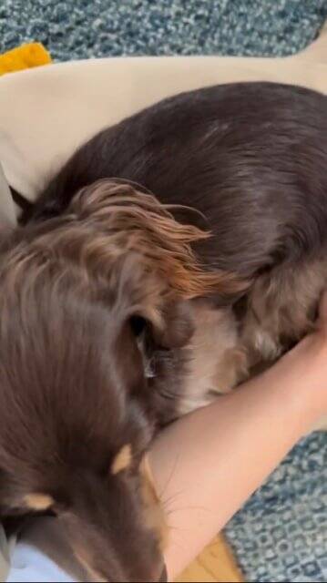 外出中に雷が鳴りだしたので急いで帰ったら、愛犬が行方不明に…まさかの『想定外な光景』が125万再生「抱きしめたい」「よく頑張った」と称賛