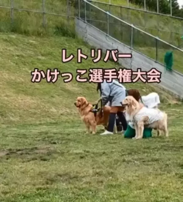 『ゴールデンレトリバーかけっこ』に愛犬が参加→最下位になったと思ったら…遅れてしまった『まさかの理由』が19万再生「得意気ｗ」と絶賛