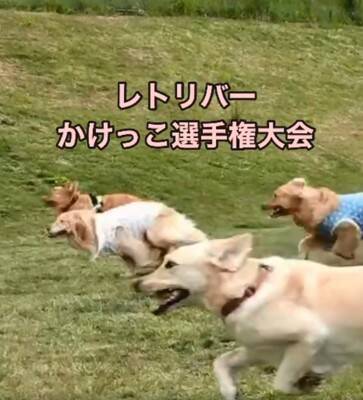 『ゴールデンレトリバーかけっこ』に愛犬が参加→最下位になったと思ったら…遅れてしまった『まさかの理由』が19万再生「得意気ｗ」と絶賛