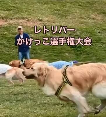 『ゴールデンレトリバーかけっこ』に愛犬が参加→最下位になったと思ったら…遅れてしまった『まさかの理由』が19万再生「得意気ｗ」と絶賛