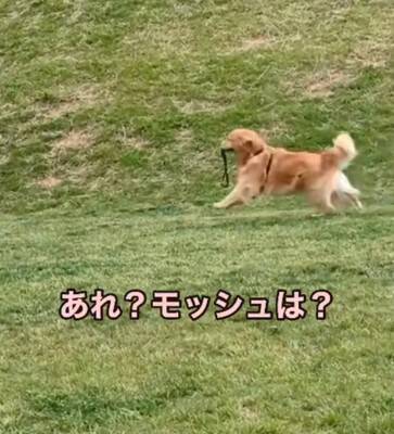『ゴールデンレトリバーかけっこ』に愛犬が参加→最下位になったと思ったら…遅れてしまった『まさかの理由』が19万再生「得意気ｗ」と絶賛