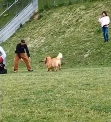『ゴールデンレトリバーかけっこ』に愛犬が参加→最下位になったと思ったら…遅れてしまった『まさかの理由』が19万再生「得意気ｗ」と絶賛