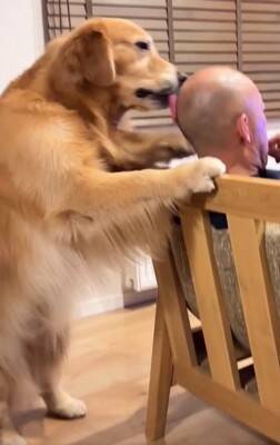 『ゴールデンレトリバーかけっこ』に愛犬が参加→最下位になったと思ったら…遅れてしまった『まさかの理由』が19万再生「得意気ｗ」と絶賛