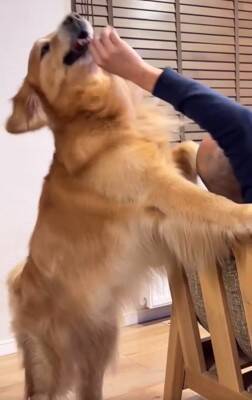 『ゴールデンレトリバーかけっこ』に愛犬が参加→最下位になったと思ったら…遅れてしまった『まさかの理由』が19万再生「得意気ｗ」と絶賛