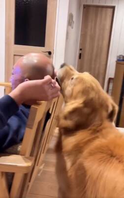 『ゴールデンレトリバーかけっこ』に愛犬が参加→最下位になったと思ったら…遅れてしまった『まさかの理由』が19万再生「得意気ｗ」と絶賛