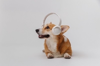 犬が反応してしまう『7つの音』とは　大好きな音から苦手な音までご紹介
