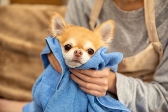 犬がシャンプー後、体を床に擦りつける理由5つ　あちこちにスリスリするのはなぜ？対処法まで