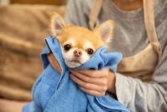 犬がシャンプー後、体を床に擦りつける理由5つ　あちこちにスリスリするのはなぜ？対処法まで