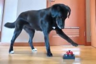 『チーン』とベルを鳴らせば、仕事中のパパが出てくると気付いた大型犬→完全に使いこなしてしまう光景が39万再生「人間の子どもか、それ以上」