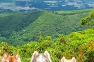 絶景で記念撮影する4頭のハスキー犬→みんなの表情が…思わず笑顔になる『まさかのシンクロ』に反響「このままぬいぐるみにしたい」「可愛すぎ」