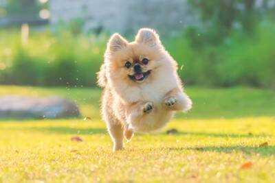 なぜ人間は犬を『可愛い』と感じるの？愛おしすぎるワンコの魅力や癒しの理由まで