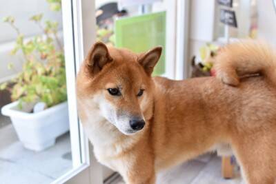 犬が『触られたくない』体の部位5選　嫌がっているときにみせるサインやスキンシップの注意点まで