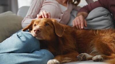 犬が『触られたくない』体の部位5選　嫌がっているときにみせるサインやスキンシップの注意点まで