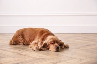 愛犬がなんだか臭う…？体臭の原因と、お家でできる簡単ニオイ対策【獣医師執筆】